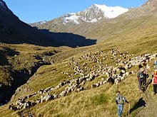 inline_742_https://edmiakqbdt6.exactdn.com/wp-content/uploads/2016/01/pitztalholiday_schaftrieb_hauslabkogel.jpg