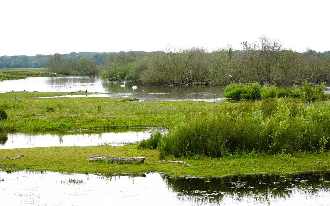 Wandeling Waterbergingsgebied Tusschenwater Zuidlaren