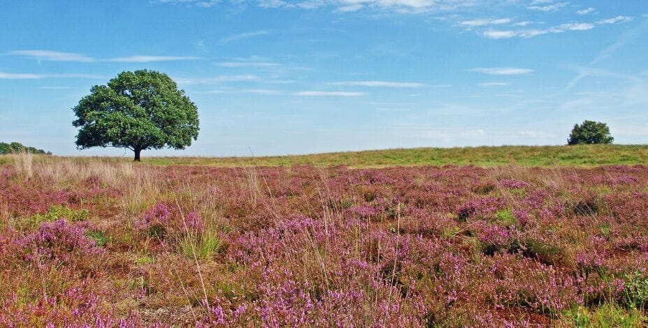 Eindje om in Drenthe – Westerbork – Scharreveld