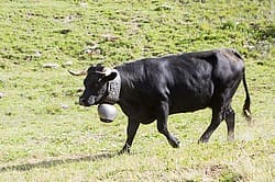 Visit Modele farm Nax – selling farm products